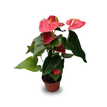 Anthurium